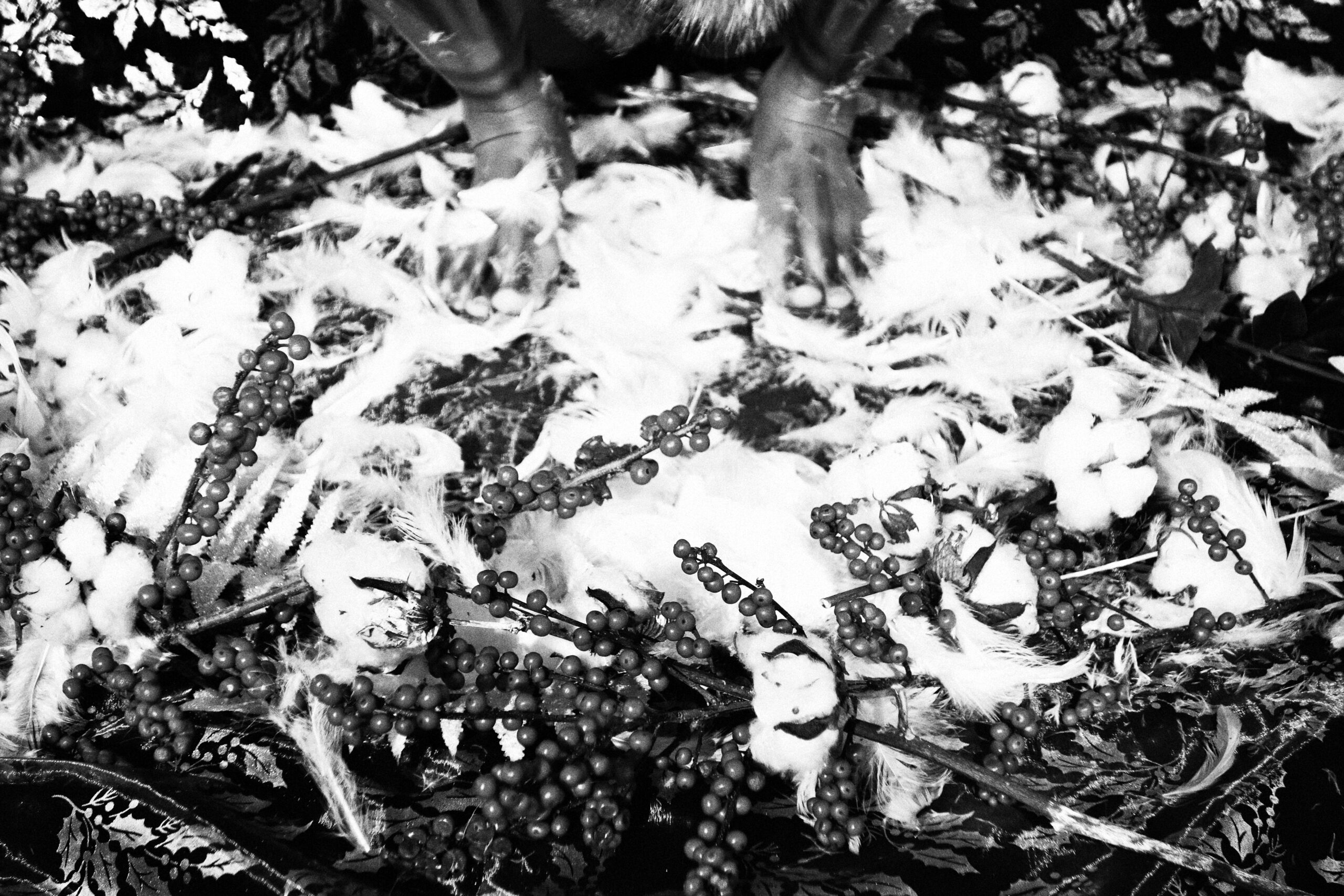 I tribe you – roots